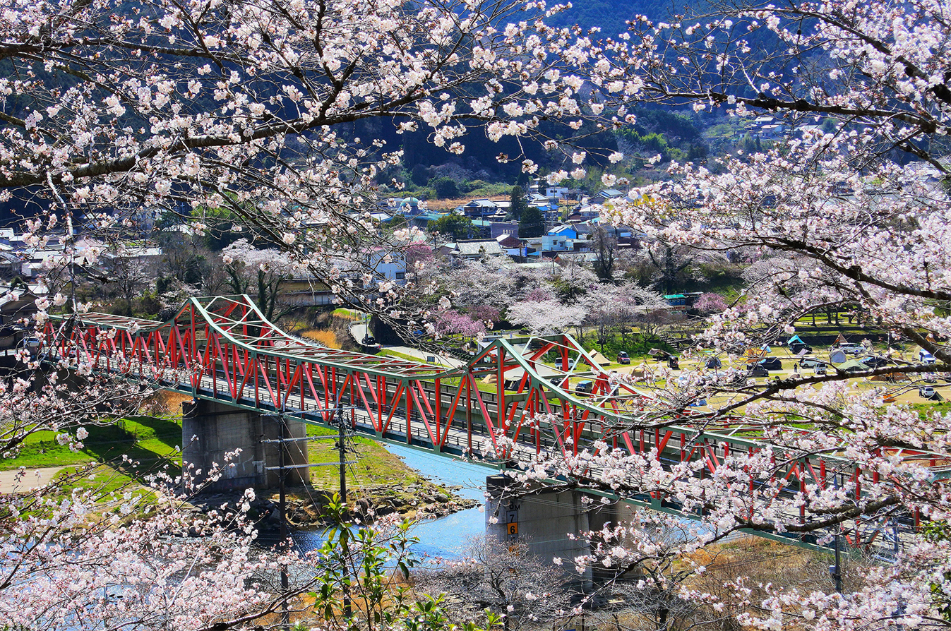 題名：桜便り 笠置大橋を望んで